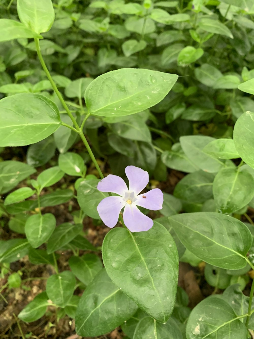 a small purple flower