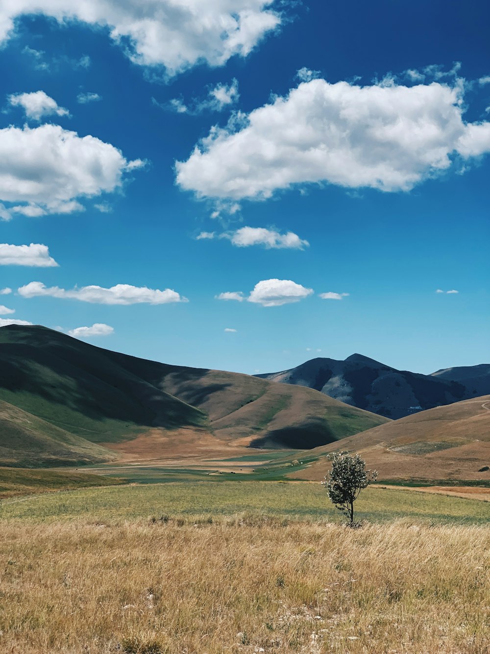 a tree in a field