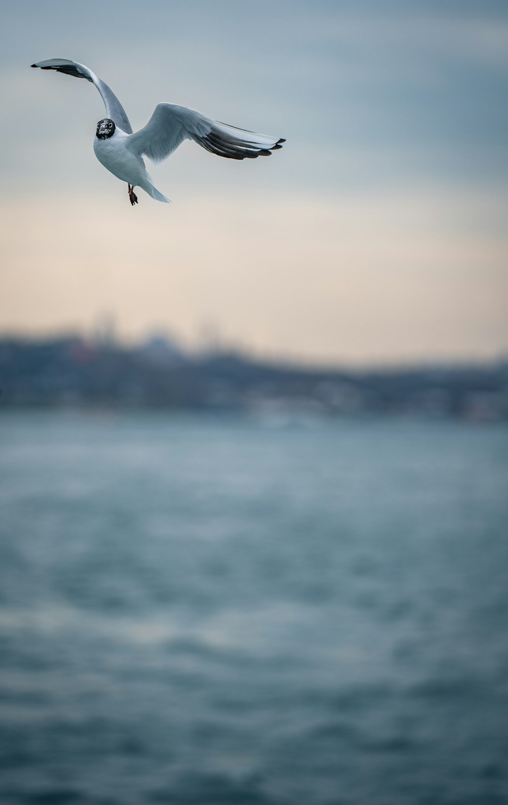 Un pájaro volando sobre el agua