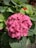 a group of flowers
