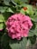 a group of flowers