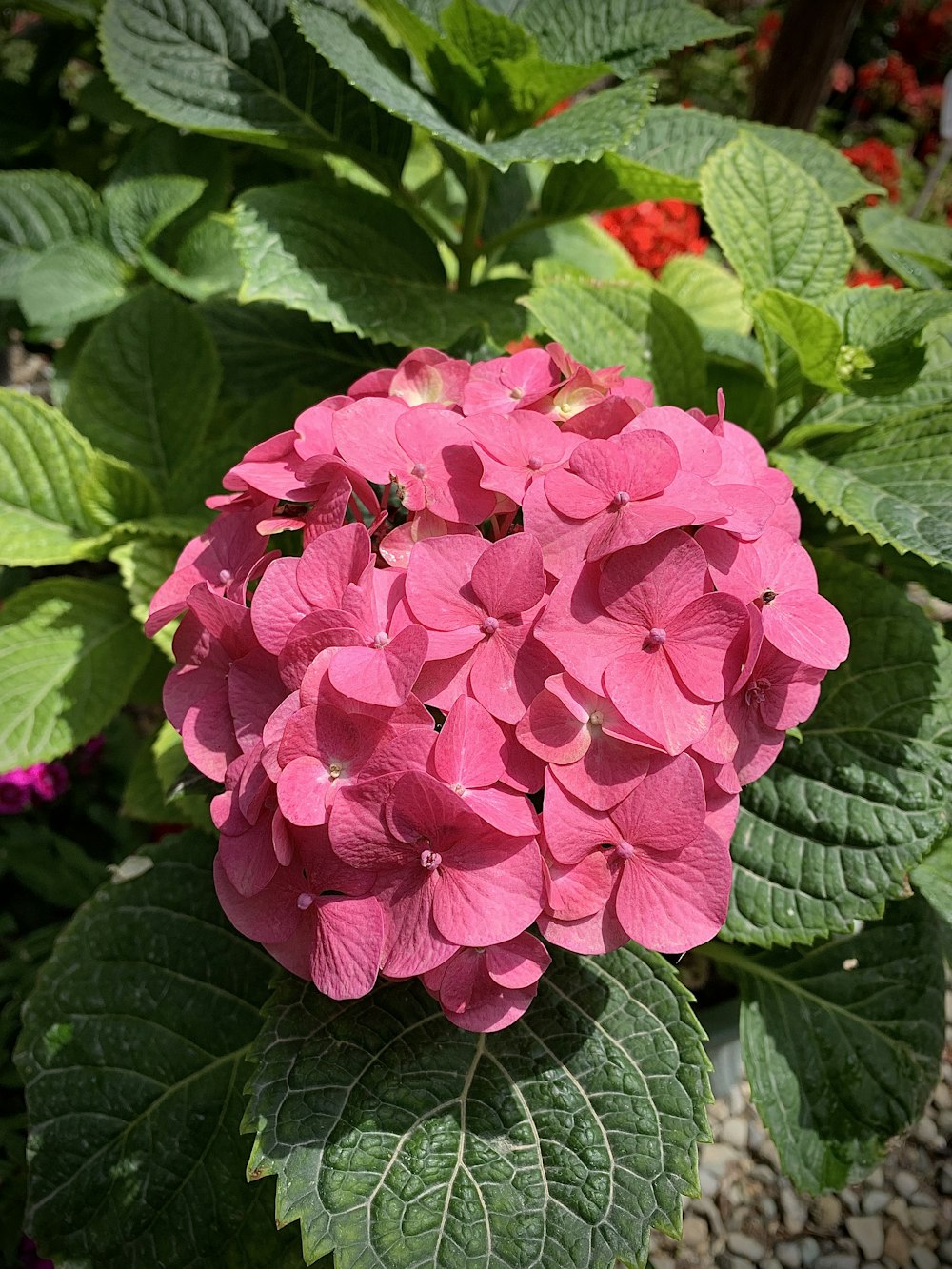 a group of flowers