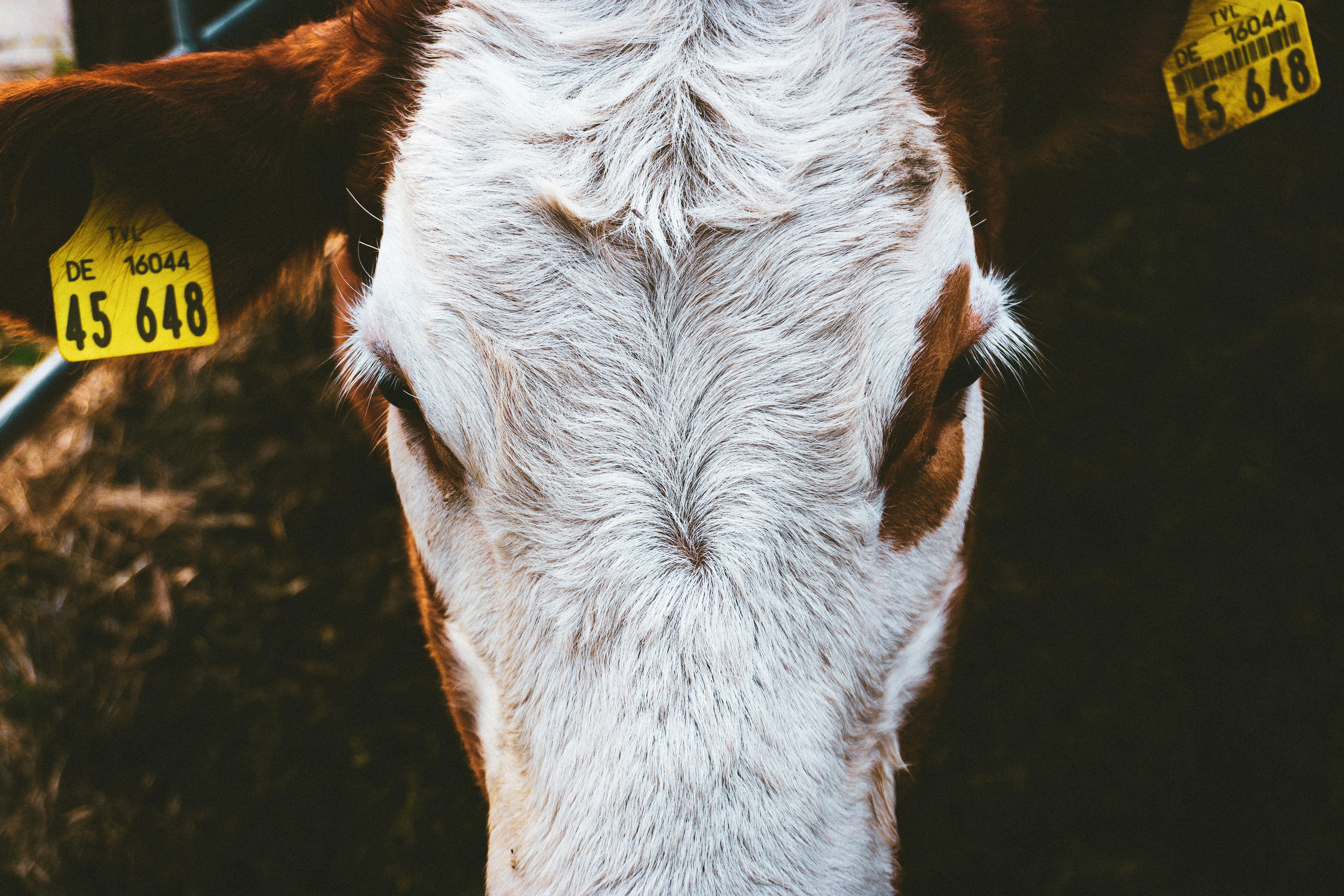 La peau de vache
