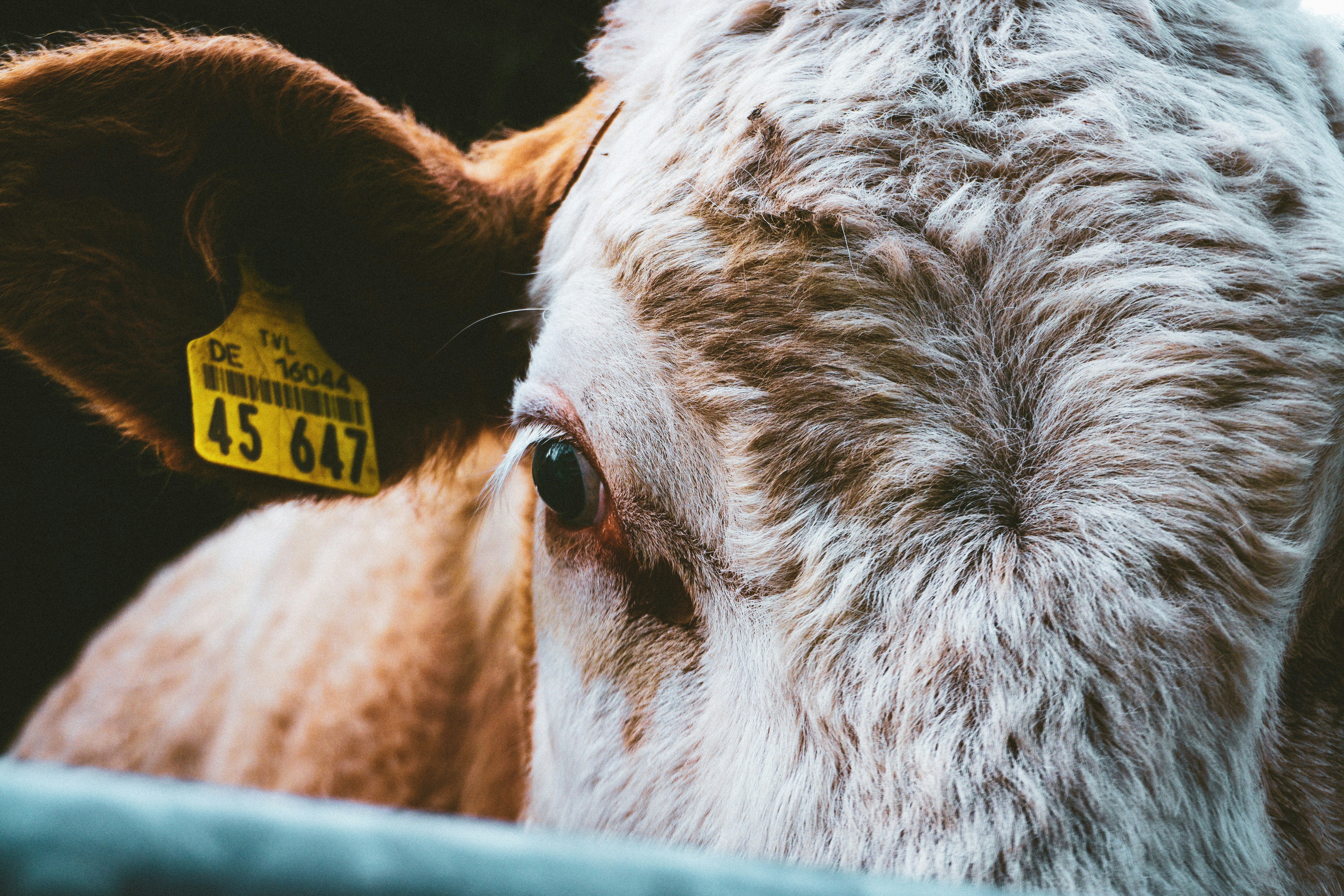 Photo by sindy_suessengut