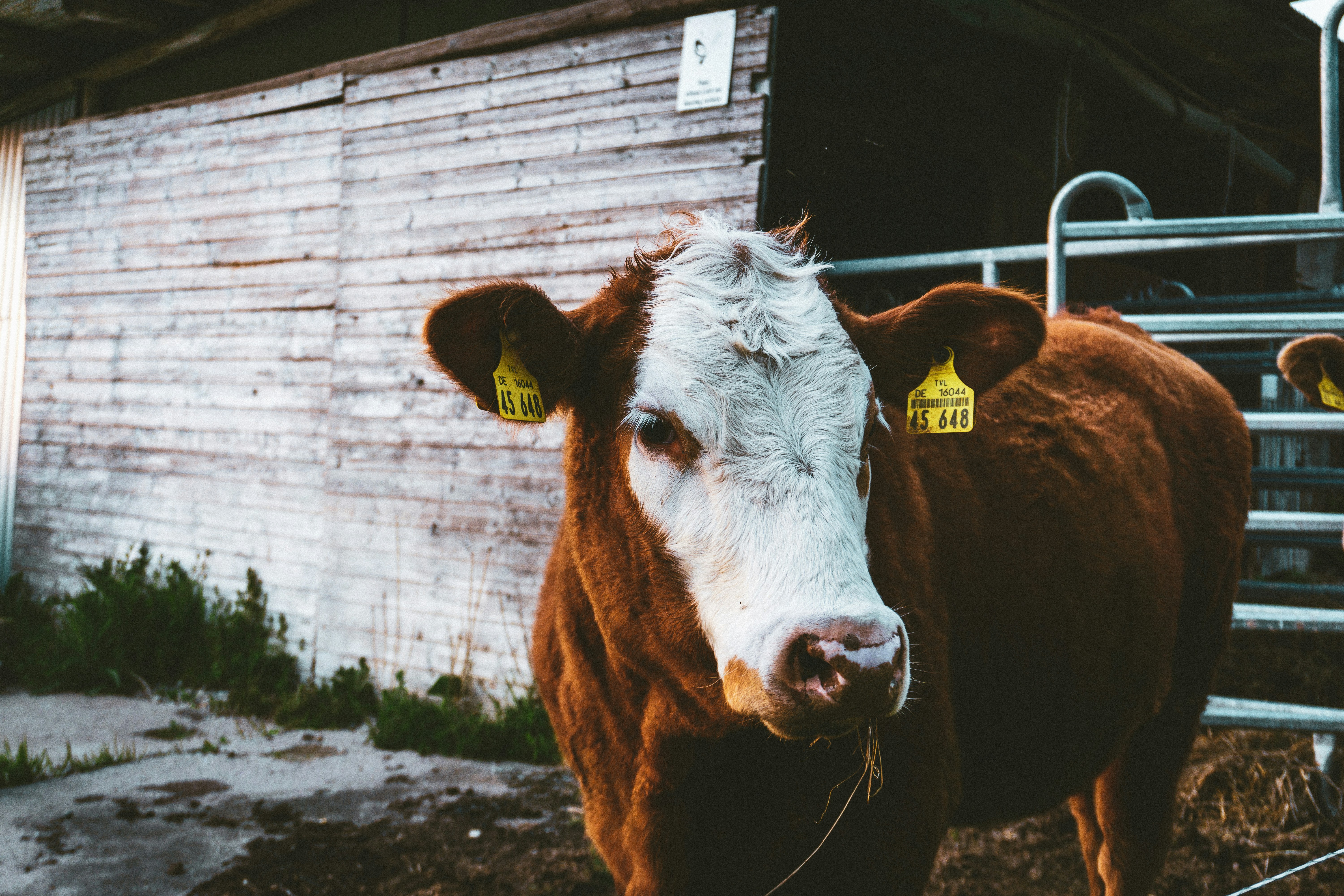 Photo by sindy_suessengut