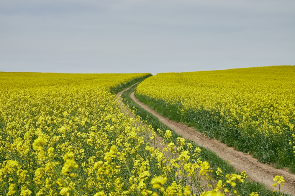 a dirt road through a field of flowers