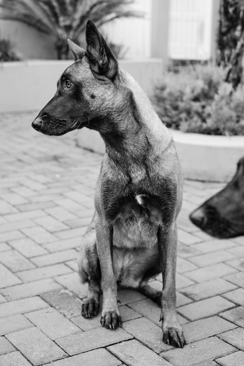 a dog sitting on a brick surface