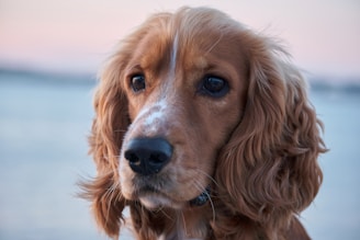 A warm, softly lit portrait of a happy dog with gentle brush strokes.