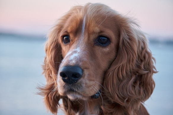 A close-up portrait of a dog with long, wavy brown fur, and a gentle expression. Its eyes are large and expressive, reflecting a soft afternoon light. The background is blurred, contributing to a serene and peaceful atmosphere.