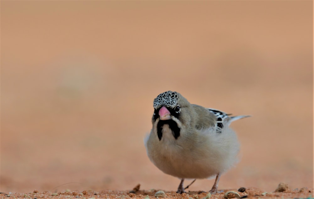 a couple of birds standing on the ground