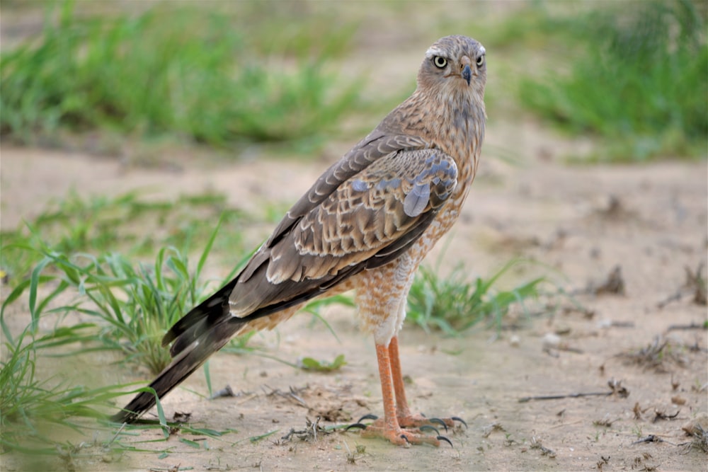 a bird standing on the ground