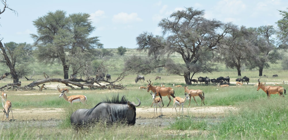 a group of animals in a field