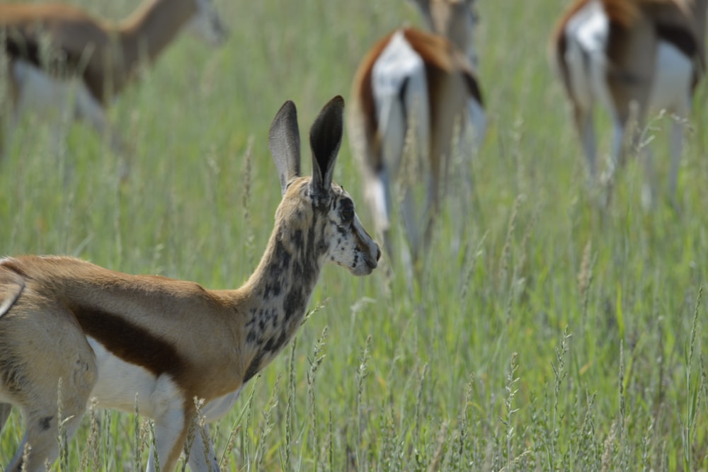 a group of animals stand in a grassy field