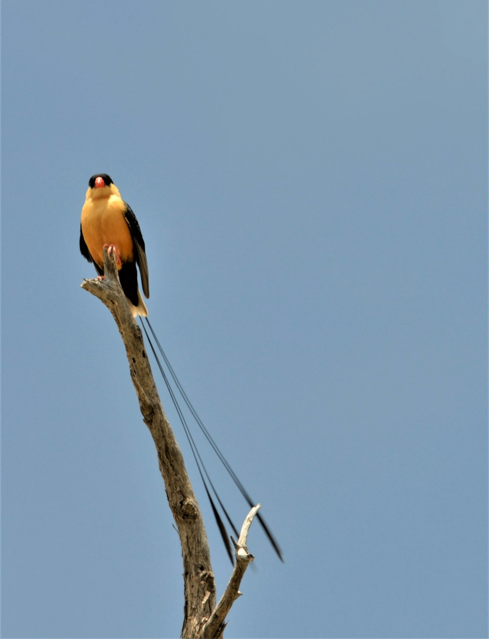 a bird sitting on a branch