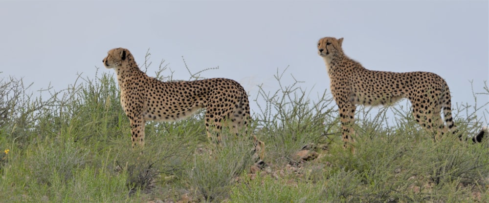 a couple of cheetahs in a grassy field