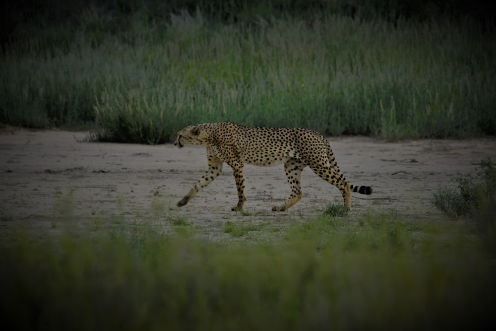 a cheetah walking on a dirt road