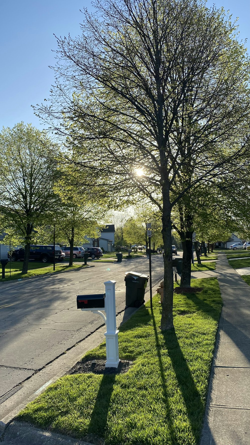 a sidewalk with trees and grass