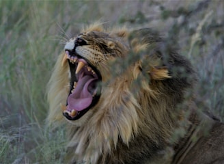 A lion with a magnificent mane is captured mid-roar, showcasing its sharp teeth and powerful jaw. The background is a natural savanna setting with grass and foliage partially obscuring the lion's face.