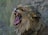 A lion with a magnificent mane is captured mid-roar, showcasing its sharp teeth and powerful jaw. The background is a natural savanna setting with grass and foliage partially obscuring the lion's face.