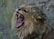 A lion with a magnificent mane is captured mid-roar, showcasing its sharp teeth and powerful jaw. The background is a natural savanna setting with grass and foliage partially obscuring the lion's face.