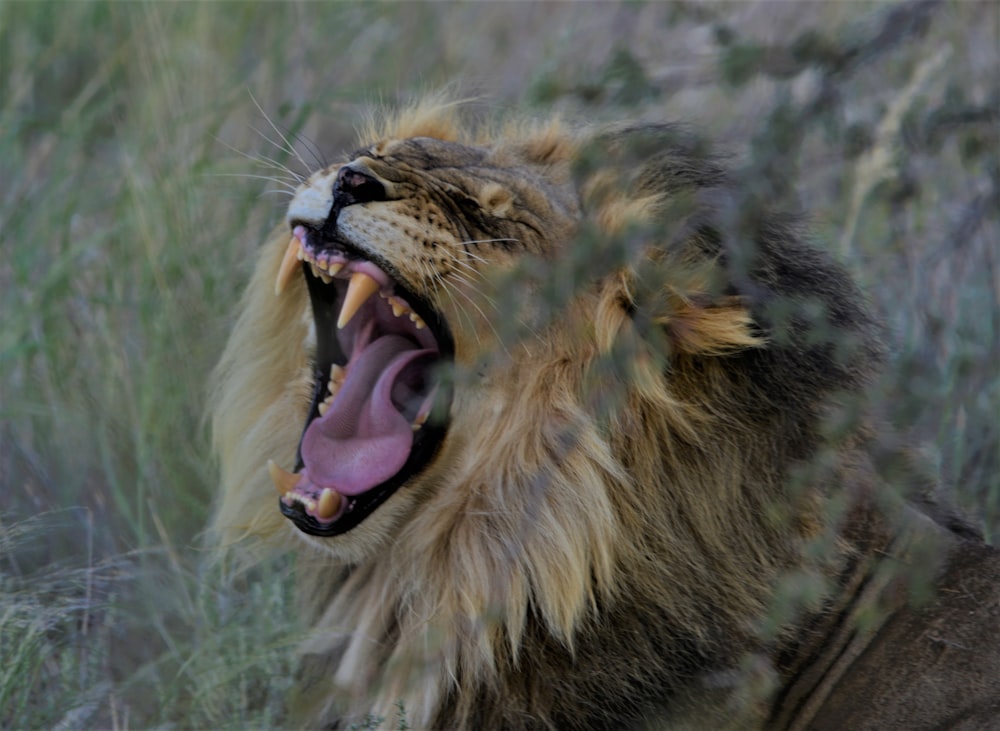 a lion with its mouth open