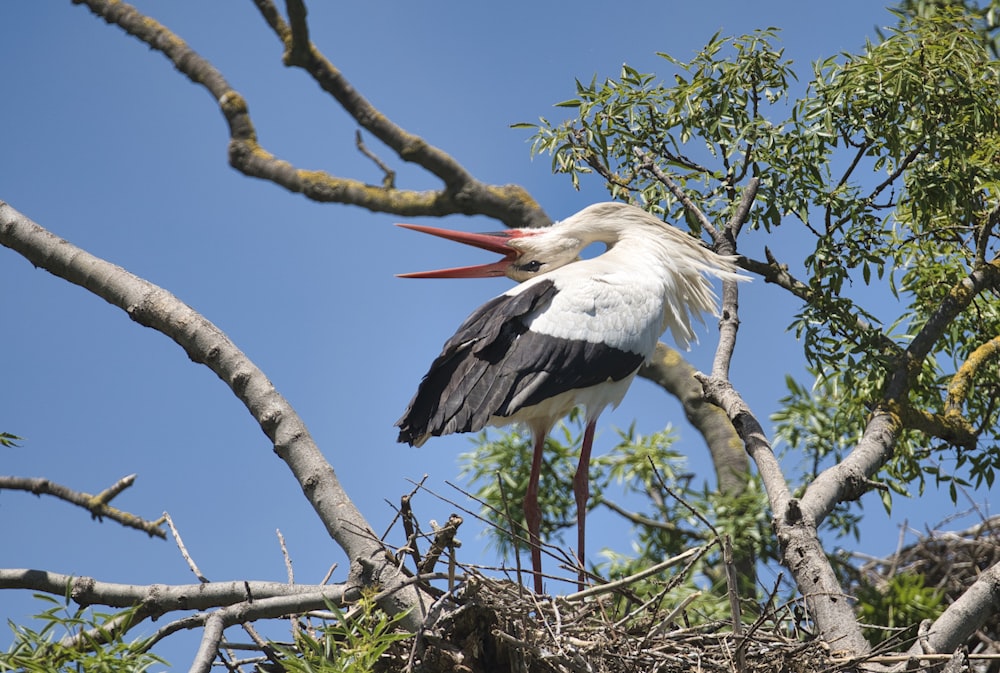 a crane with a long beak standing on a tree branch