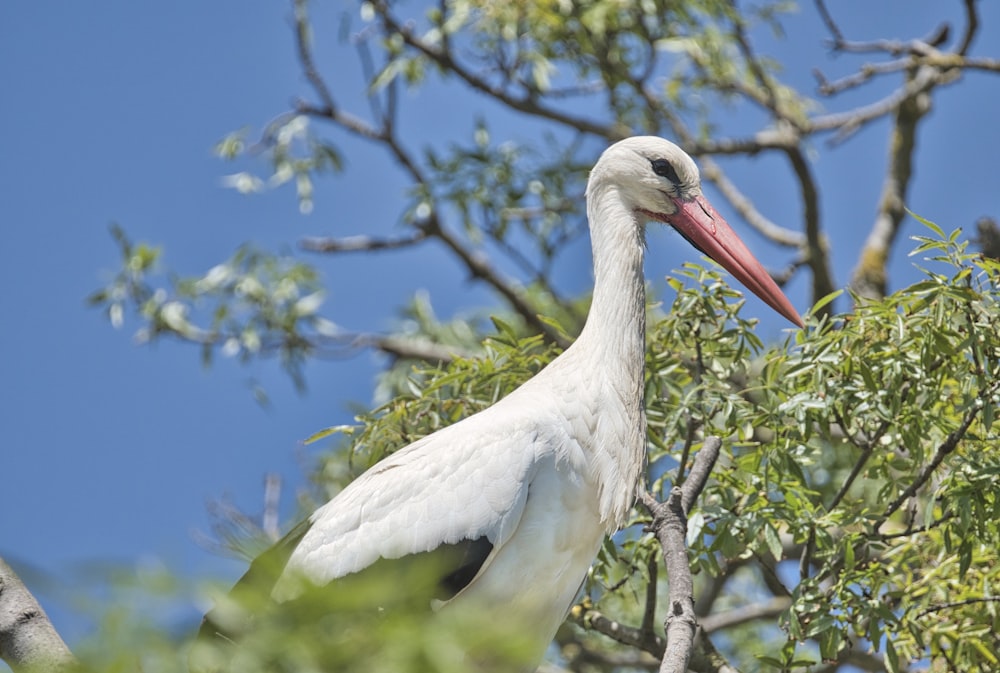 a white bird with a long beak