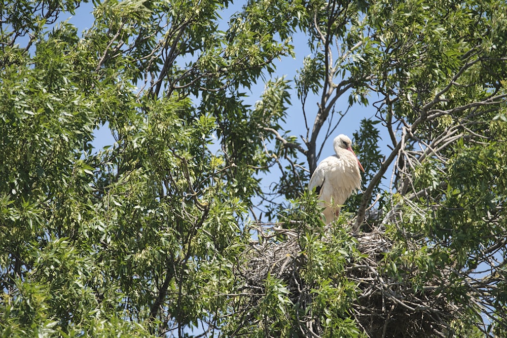a bird standing on a tree