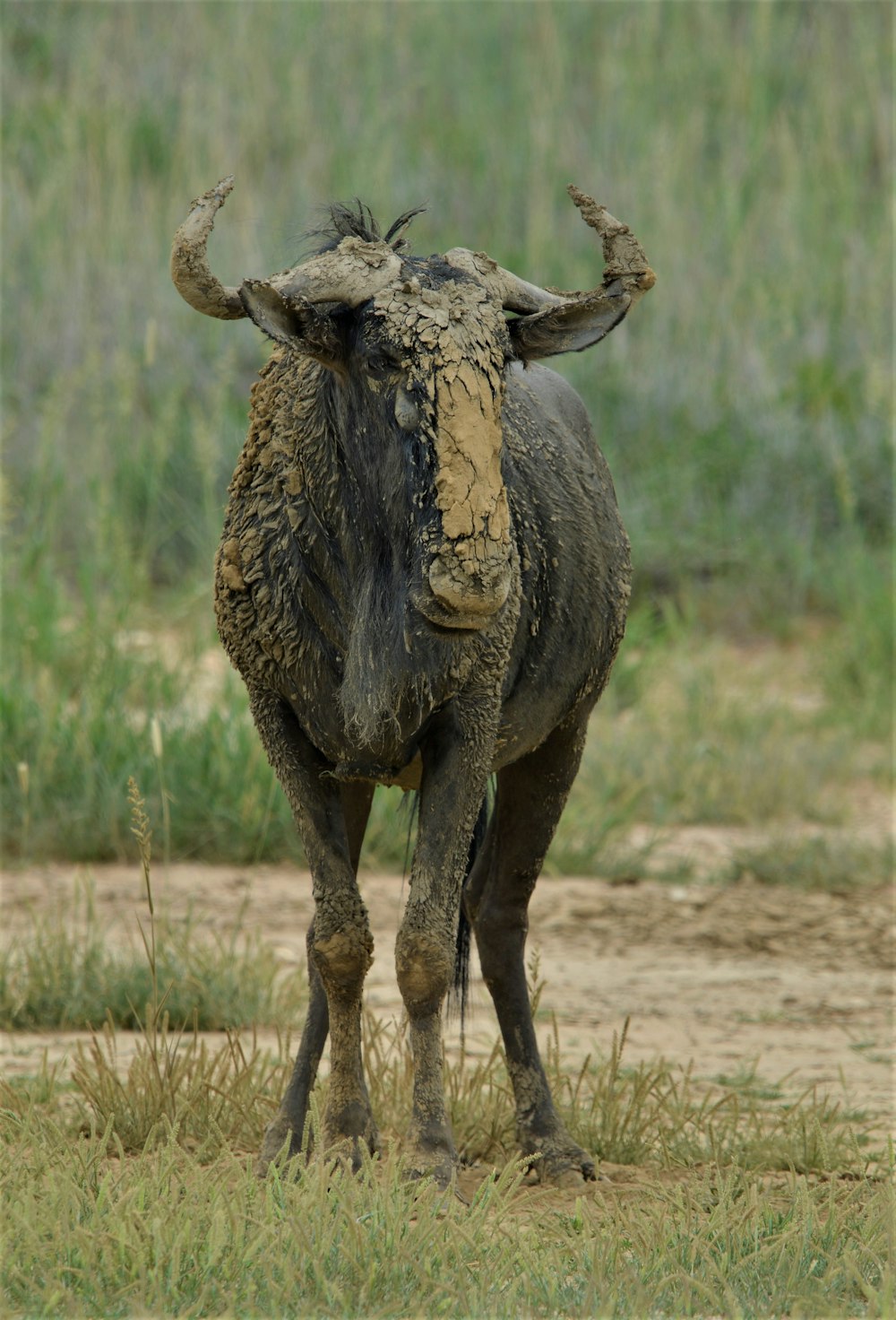 a moose with antlers