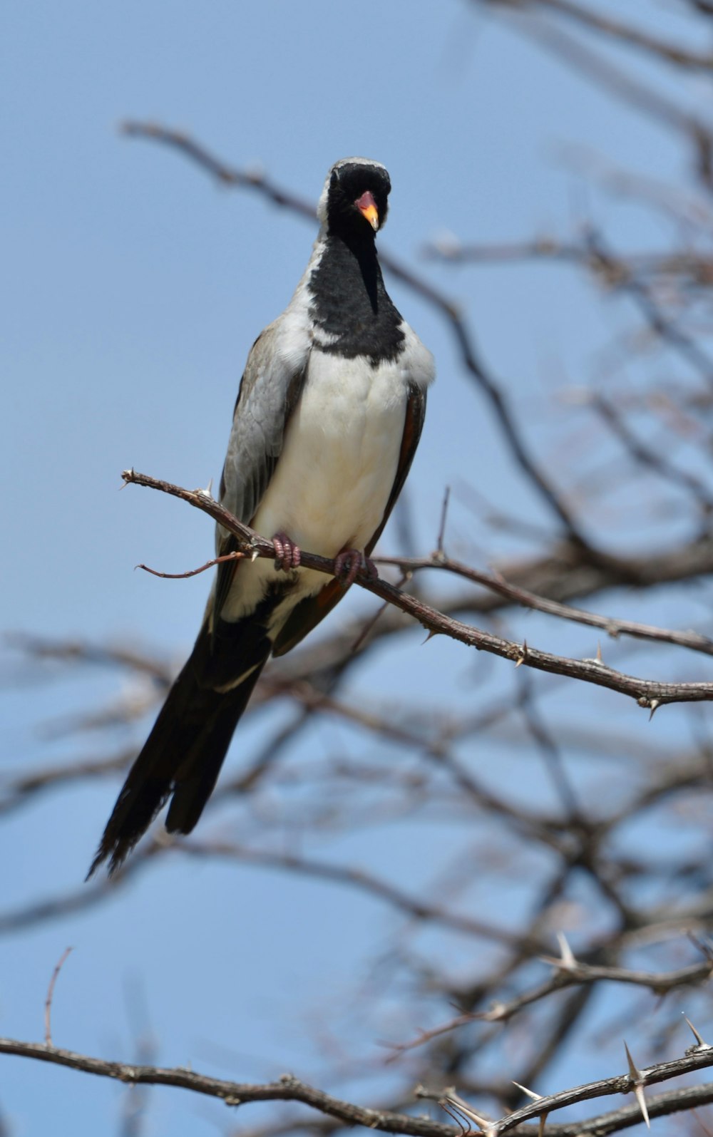 a bird sitting on a branch