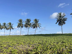a grassy hill with palm trees