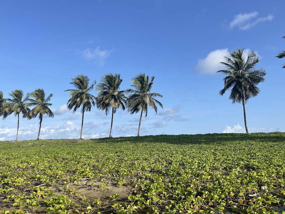 a grassy hill with palm trees