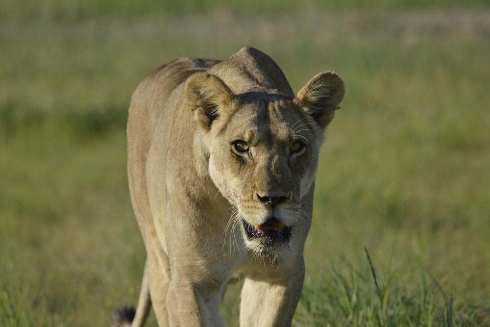 a lion in a field