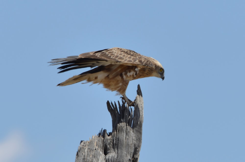 a bird perched on a tree stump