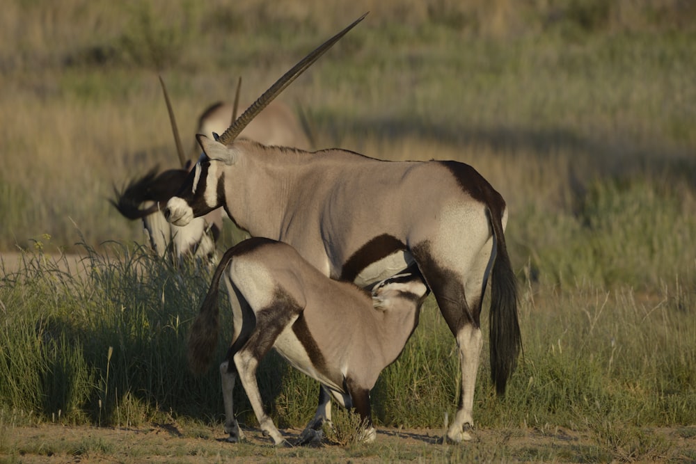 a group of animals with antlers