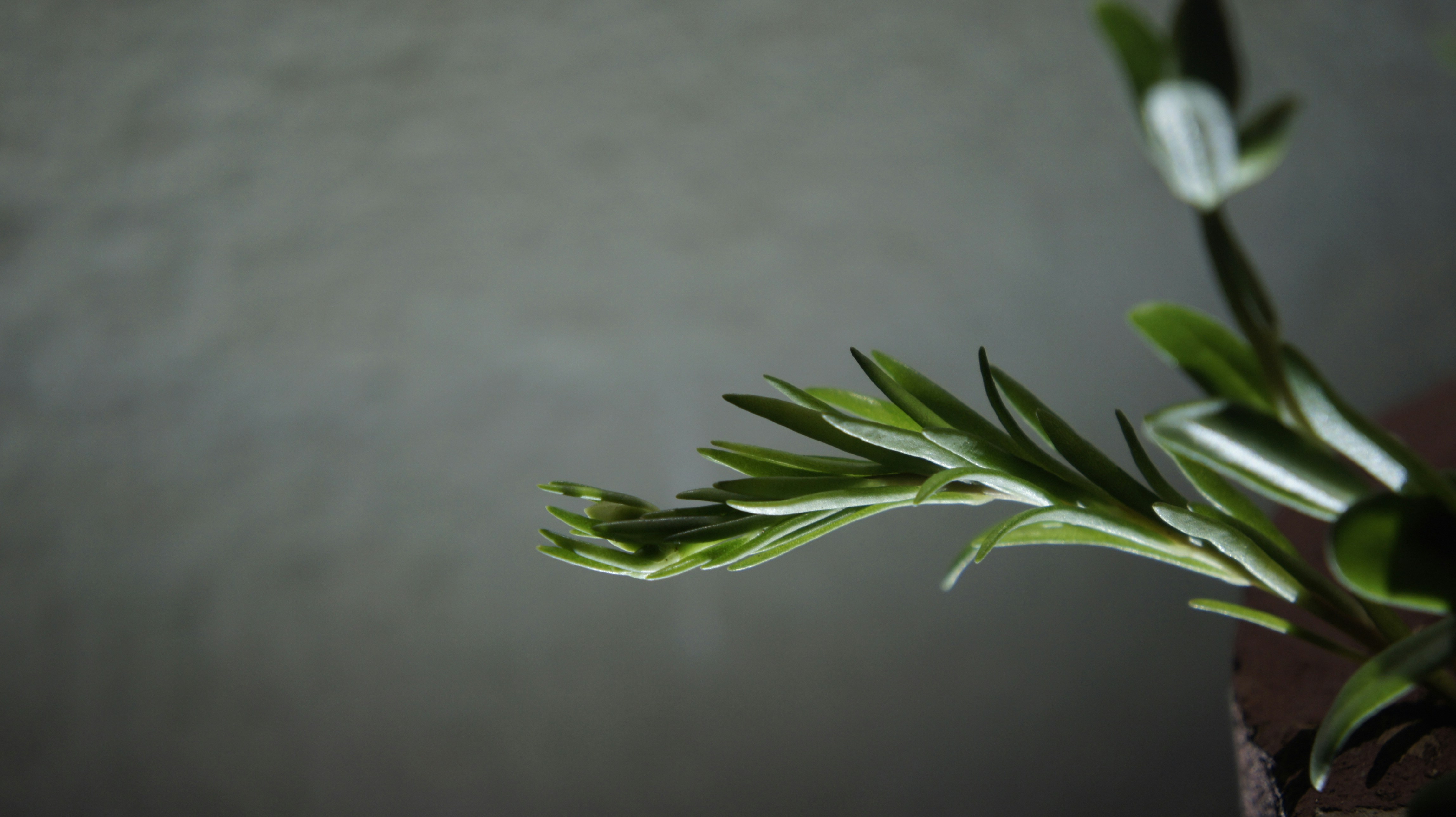 photo-1651493590317-33797c60b1ea?ixid=M3wxMjA3fDB8MXxzZWFyY2h8MjB8fHBsYW4lMjAyMSUyMGQlQzMlQURhcyUyMGhlcmJhbGlmZXxlbnwwfHx8fDE3NTc1MzE4OTl8MA\u0026ixlib=rb-4.1.0