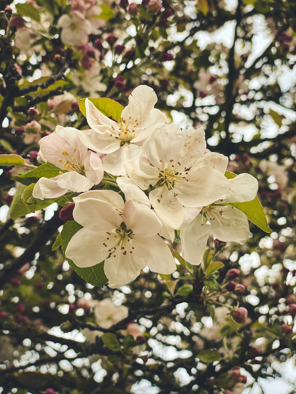 a close up of white flowers