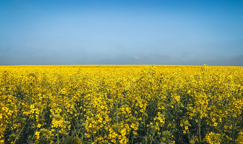 un champ de fleurs jaunes