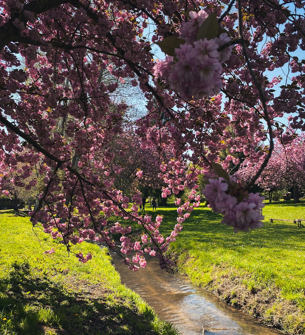 a path with trees on either side