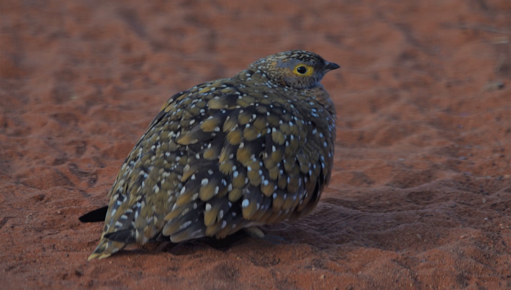 a bird standing on a rock