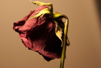 a close up of a flower