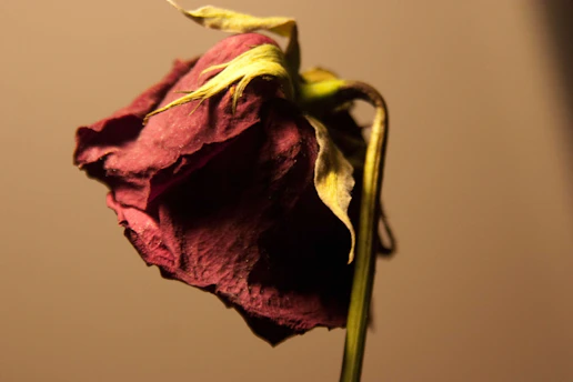 a close up of a flower