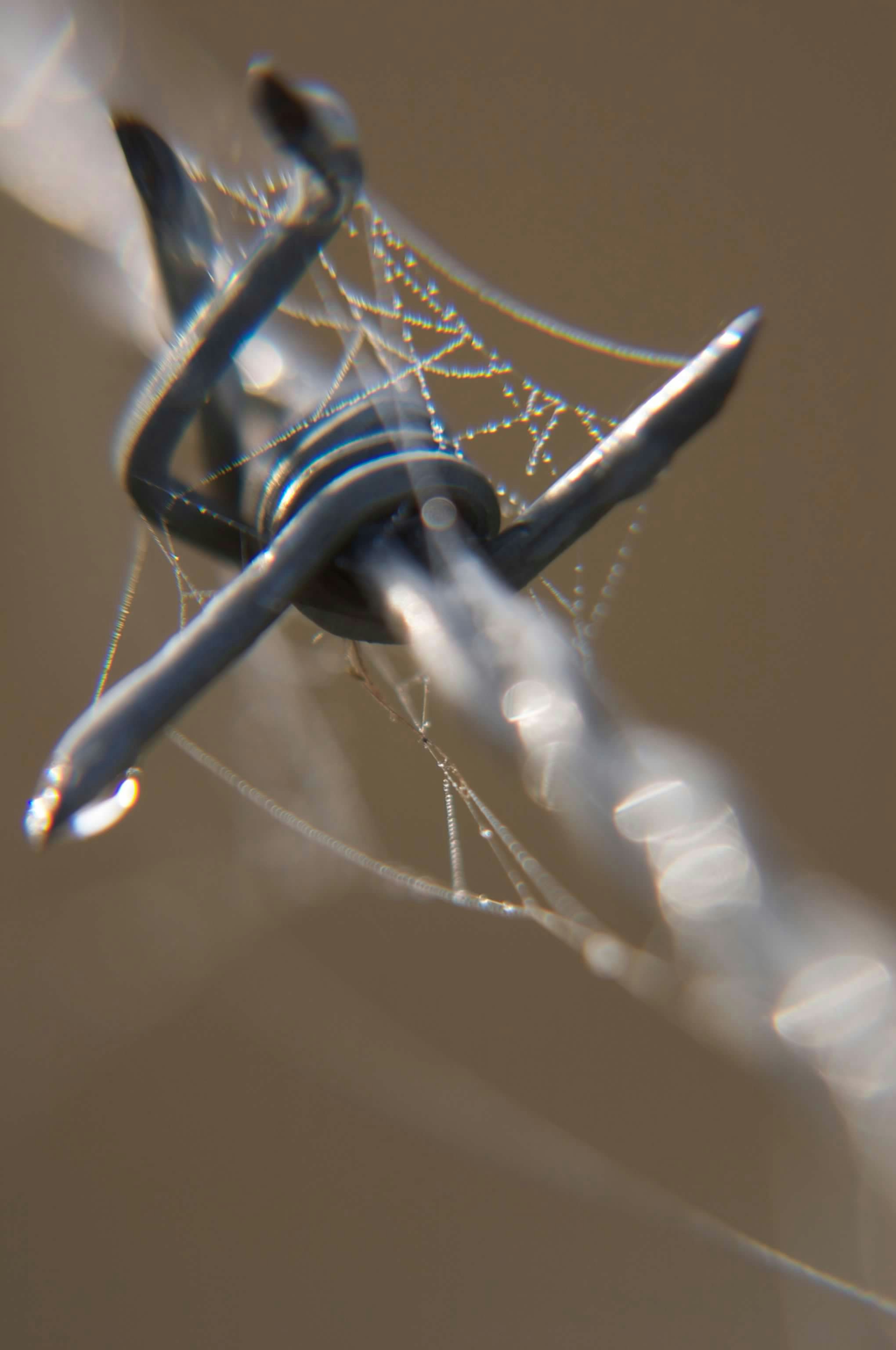 A close up of a bug photo – Free Spider web Image on Unsplash