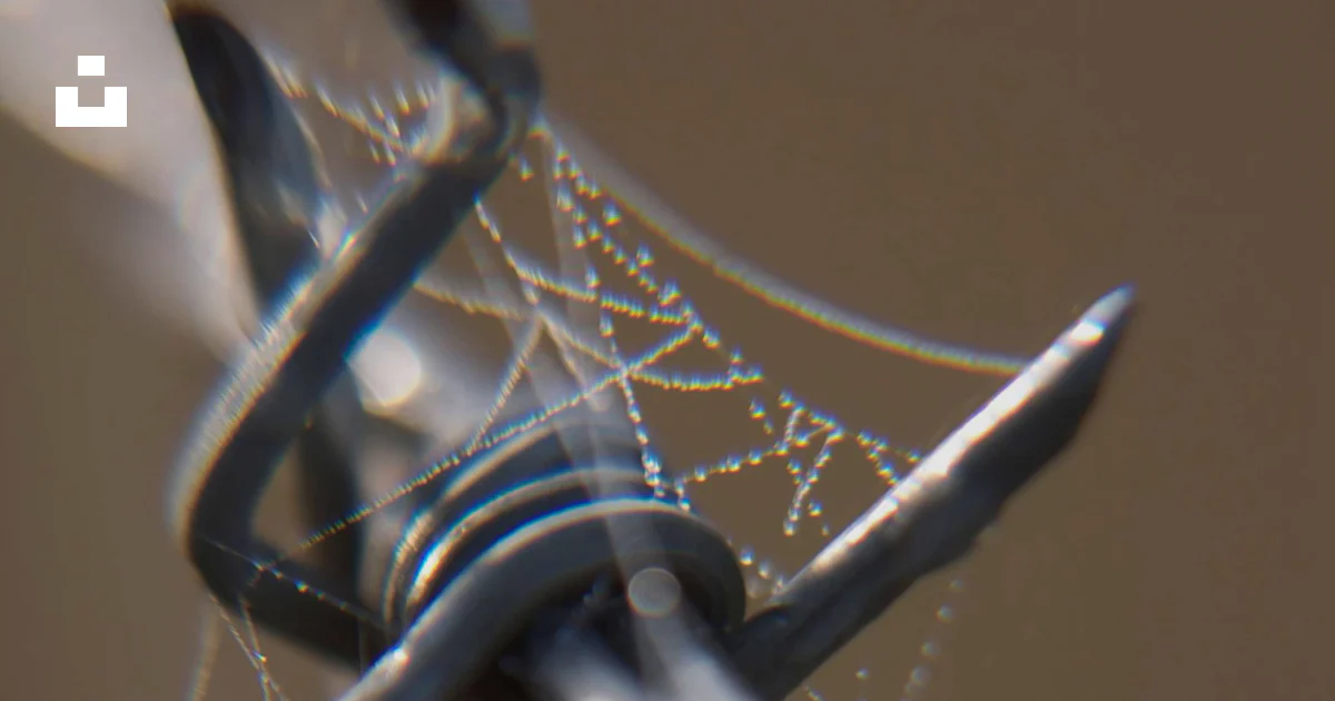 Webbed Bug A close up of a bug photo – Free Spider web Image on Unsplash