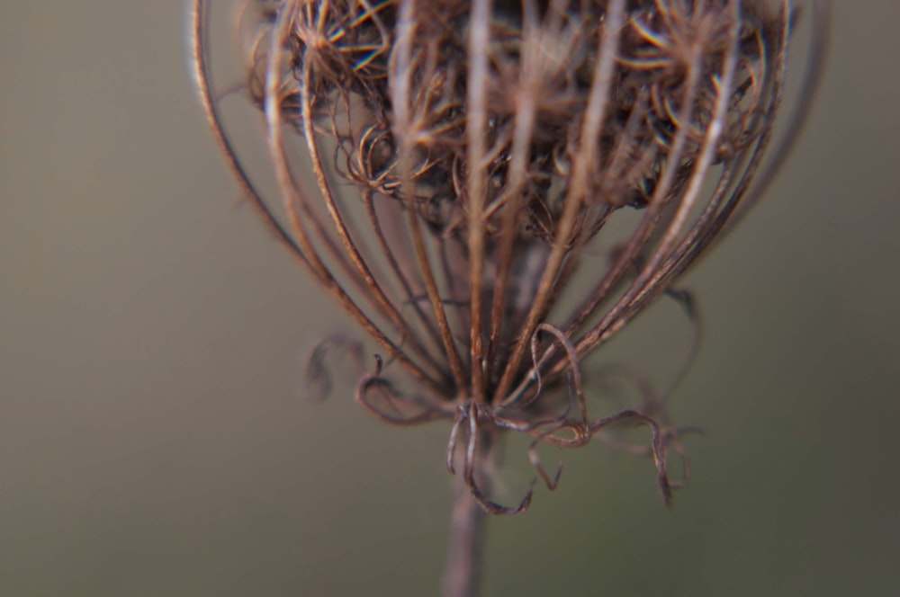 a close-up of a spider