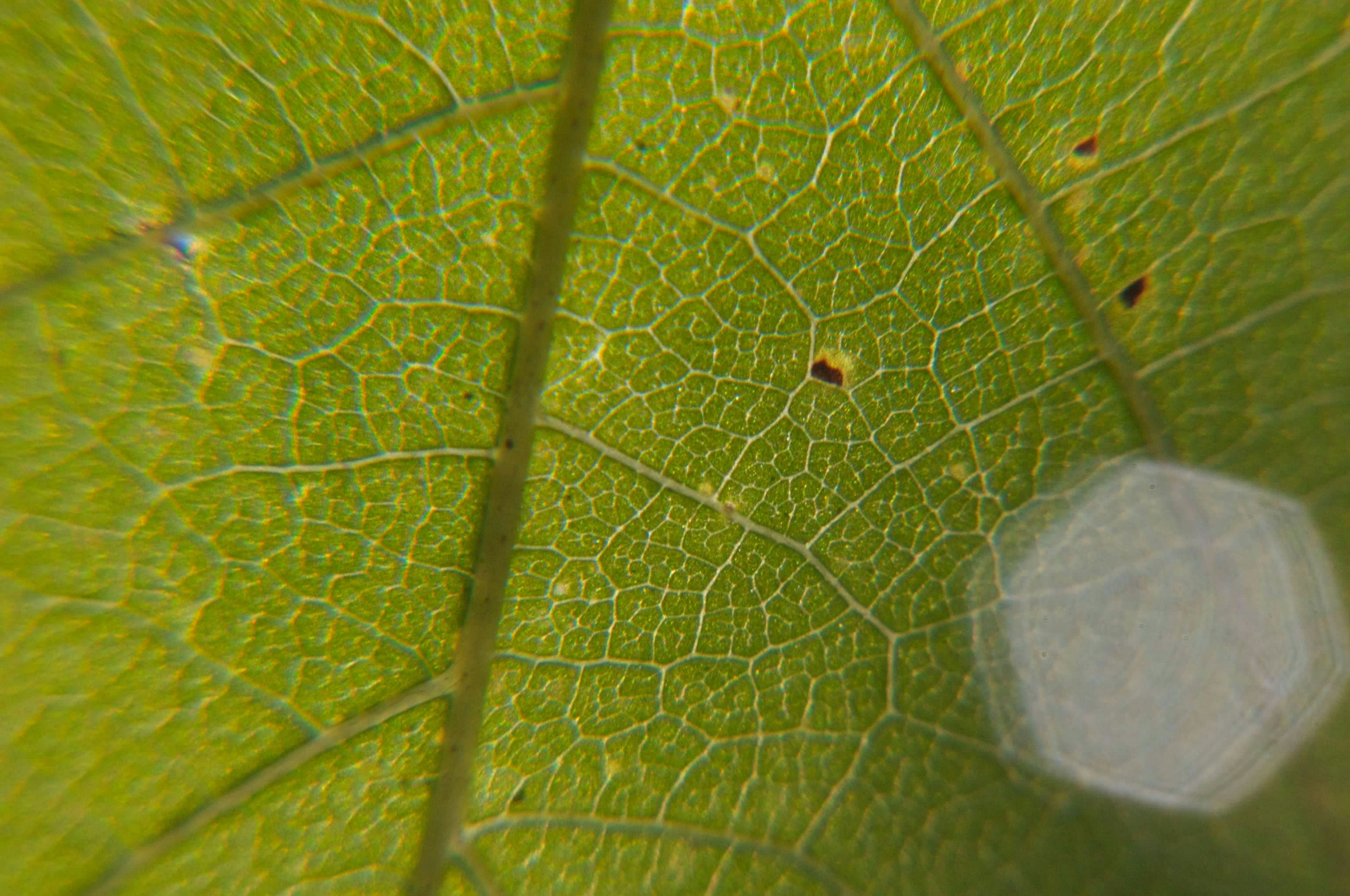 Nahaufnahme eines Blattes