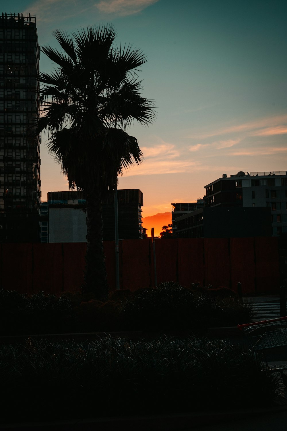 a palm tree in front of a sunset