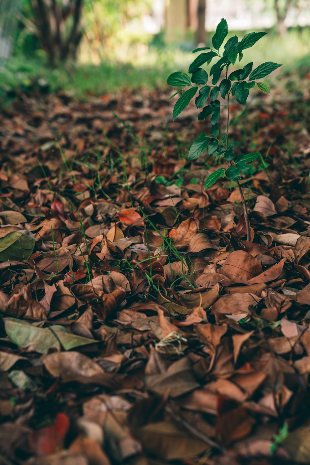 a close-up of leaves on the ground