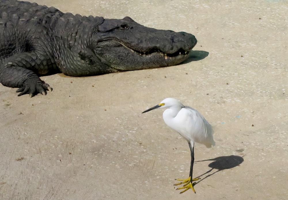 a bird next to a crocodile