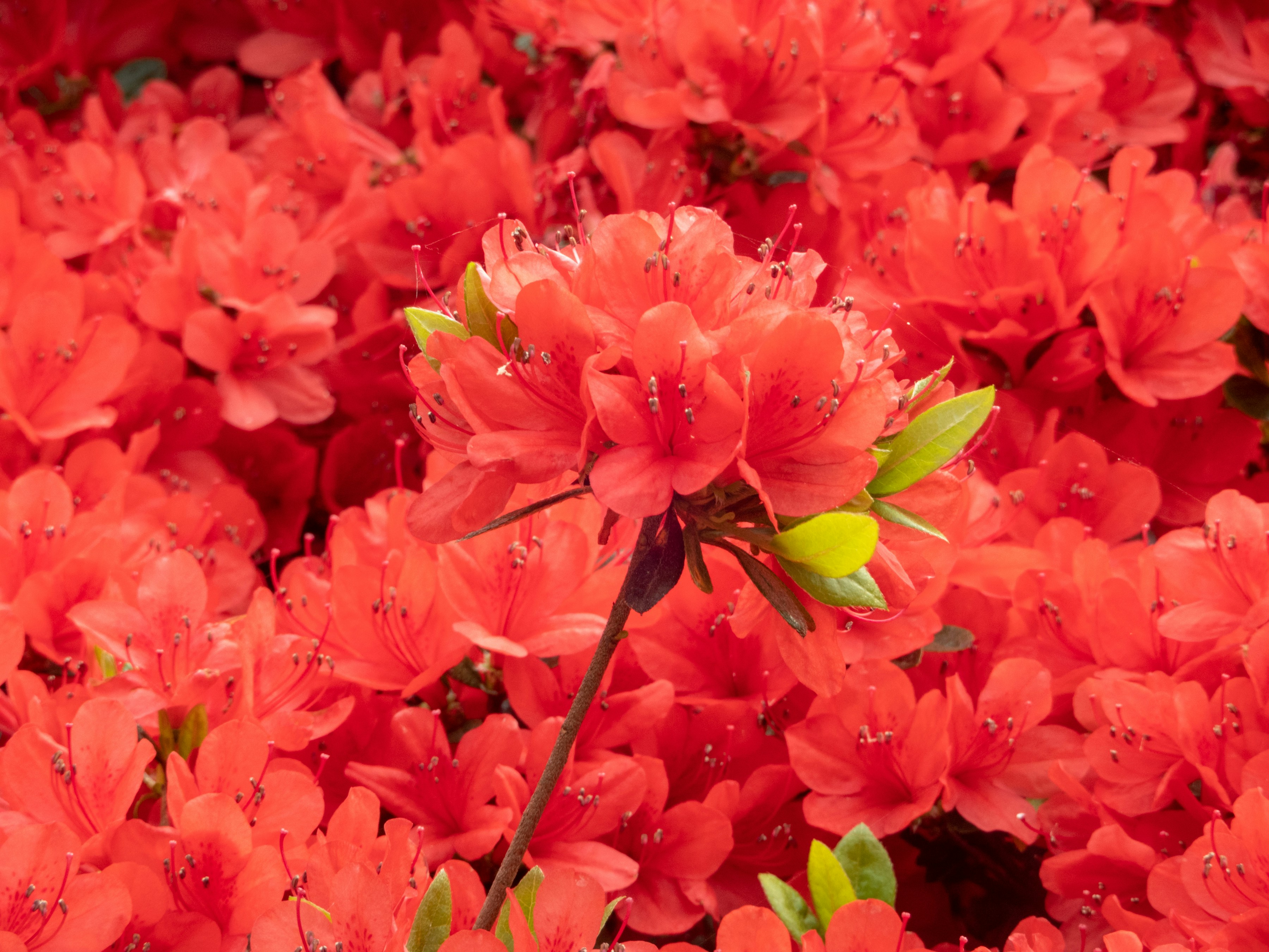 Photo by heppoko_yama